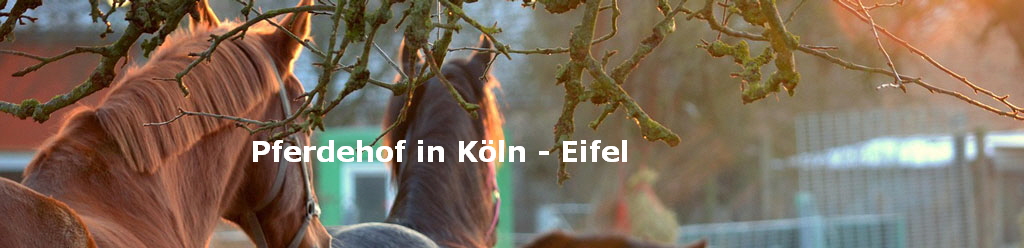 Pferdehof in Kln - Eifel